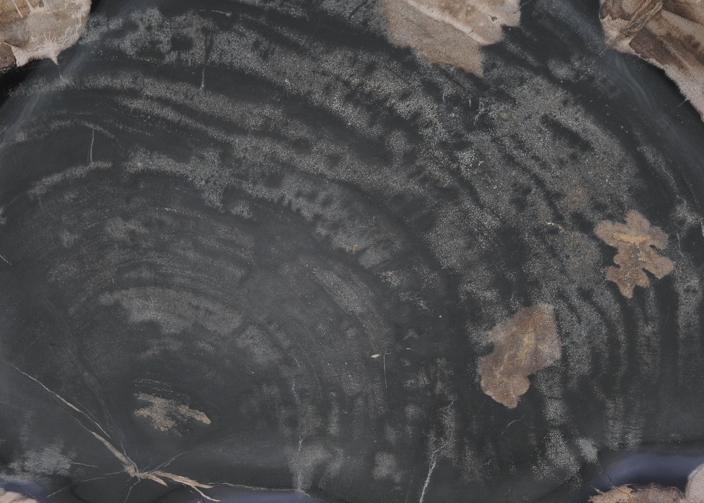 Bord versteend hout 59115 - Afbeelding 2