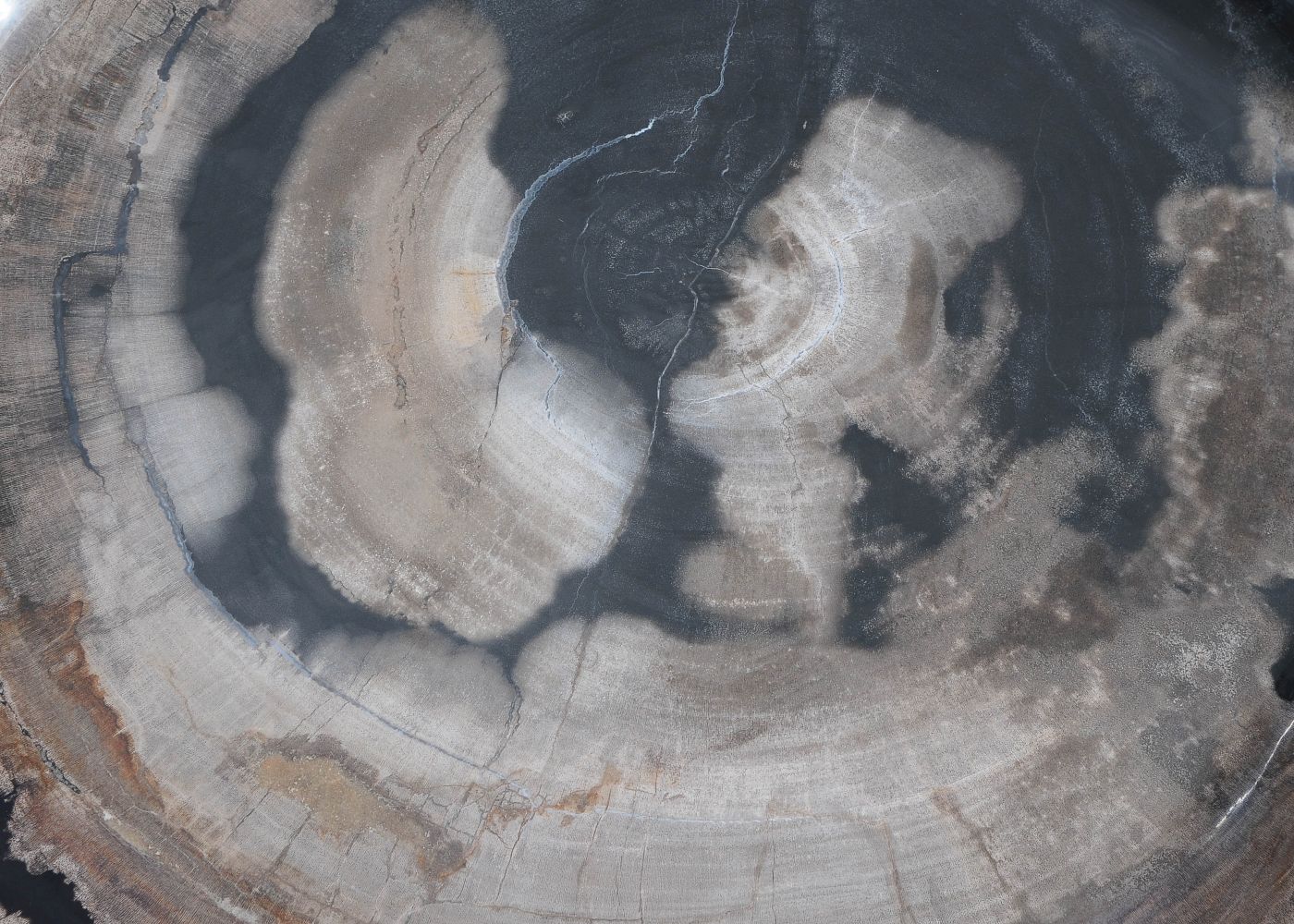 Bord versteend hout 59117 - Afbeelding 2