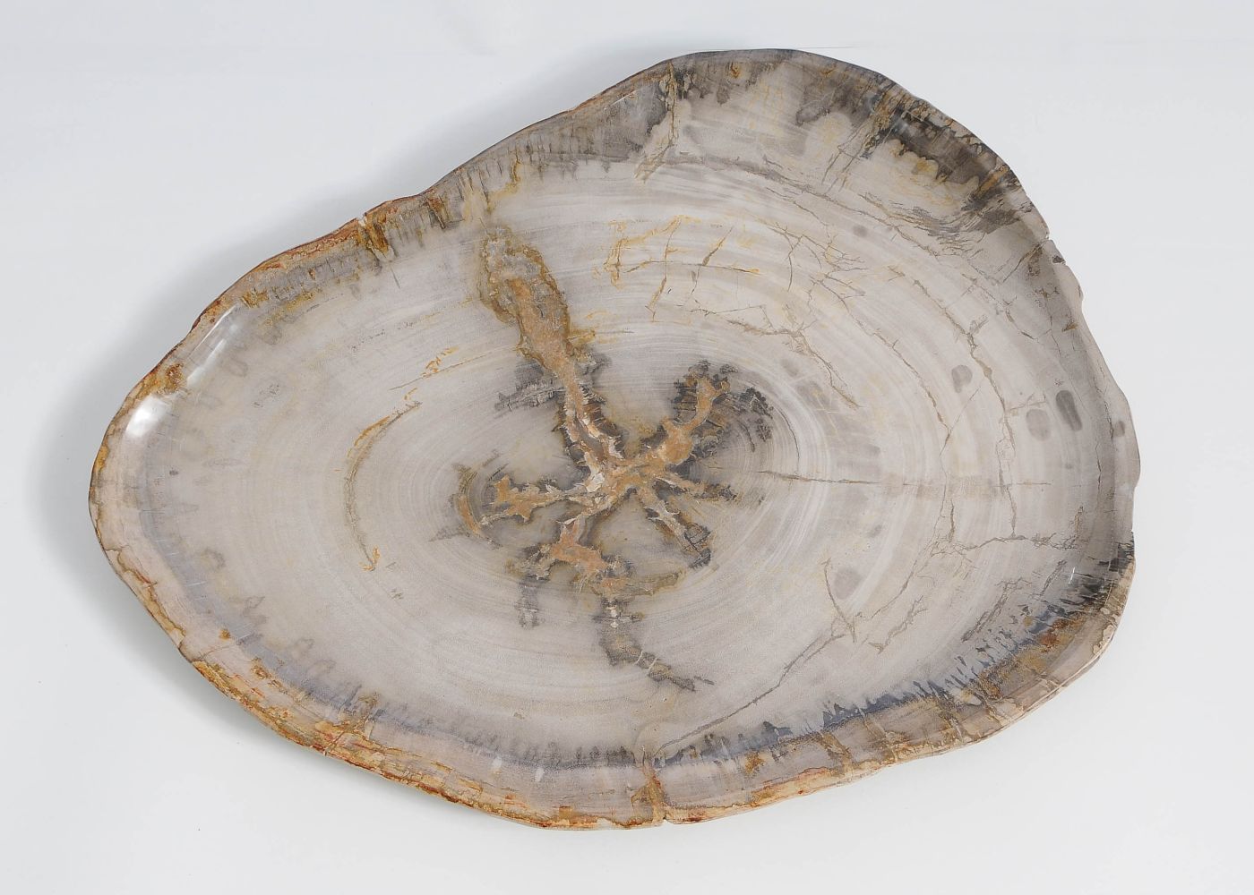 Bord versteend hout 59121