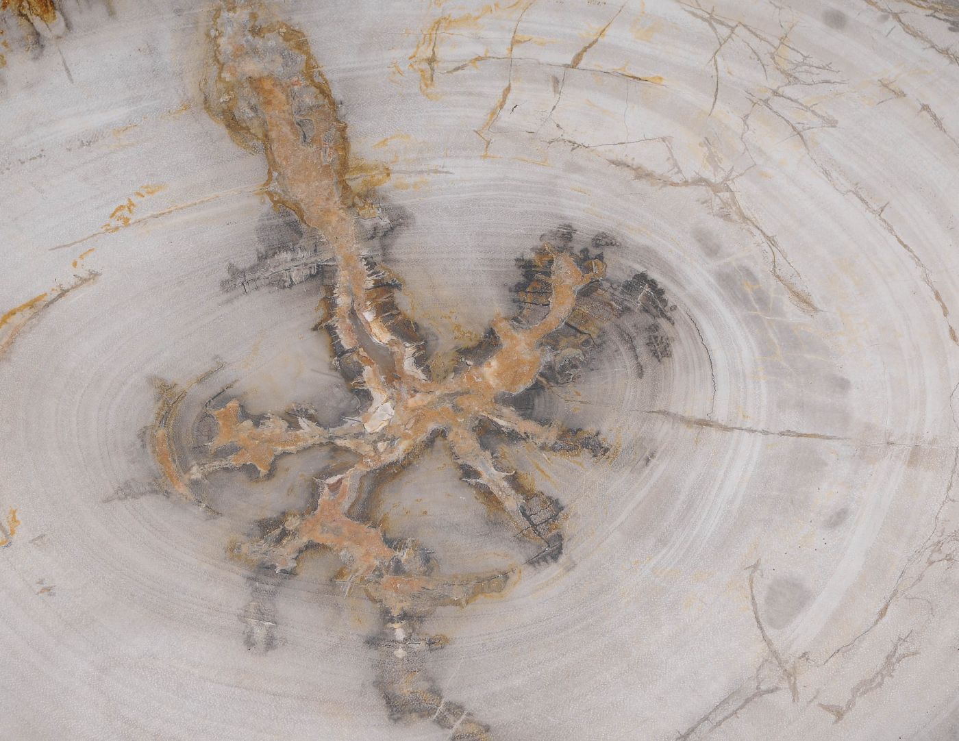 Bord versteend hout 59121 - Afbeelding 2