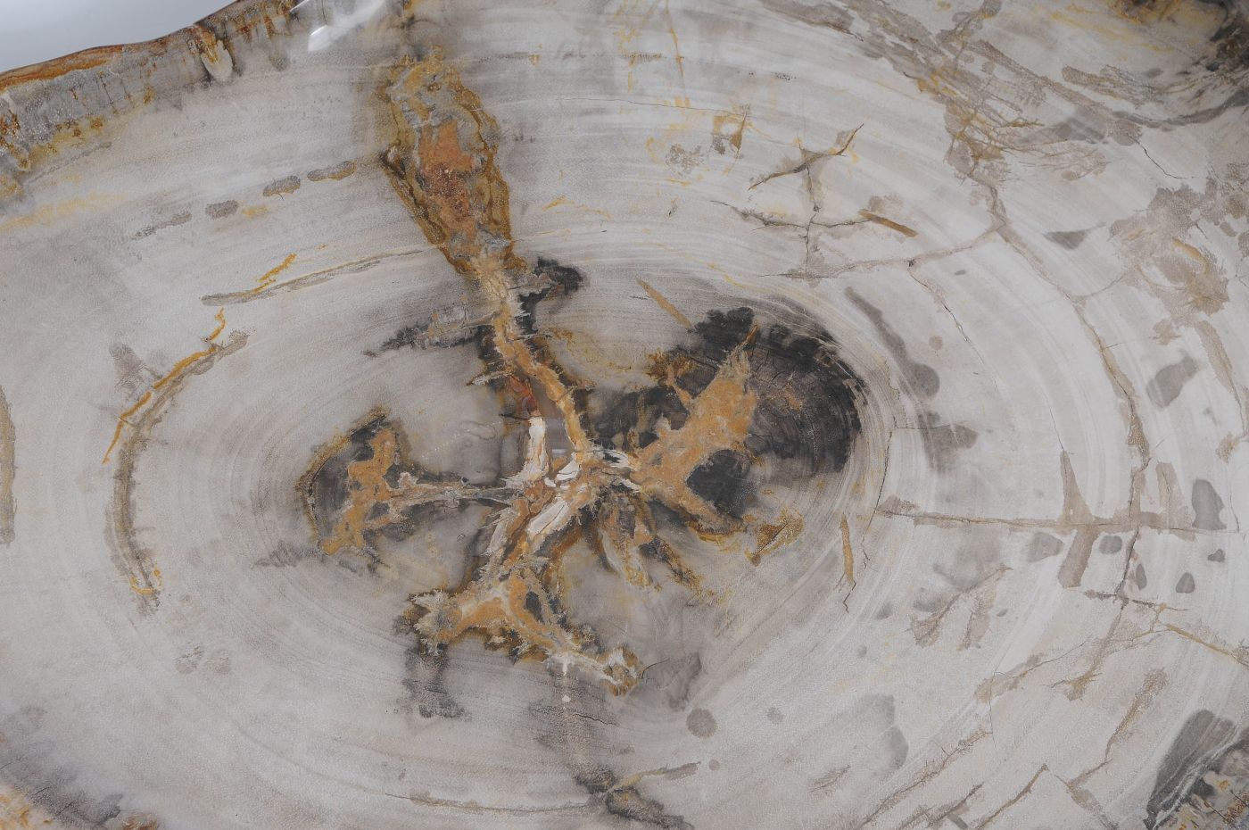 Bord versteend hout 59122 - Afbeelding 2