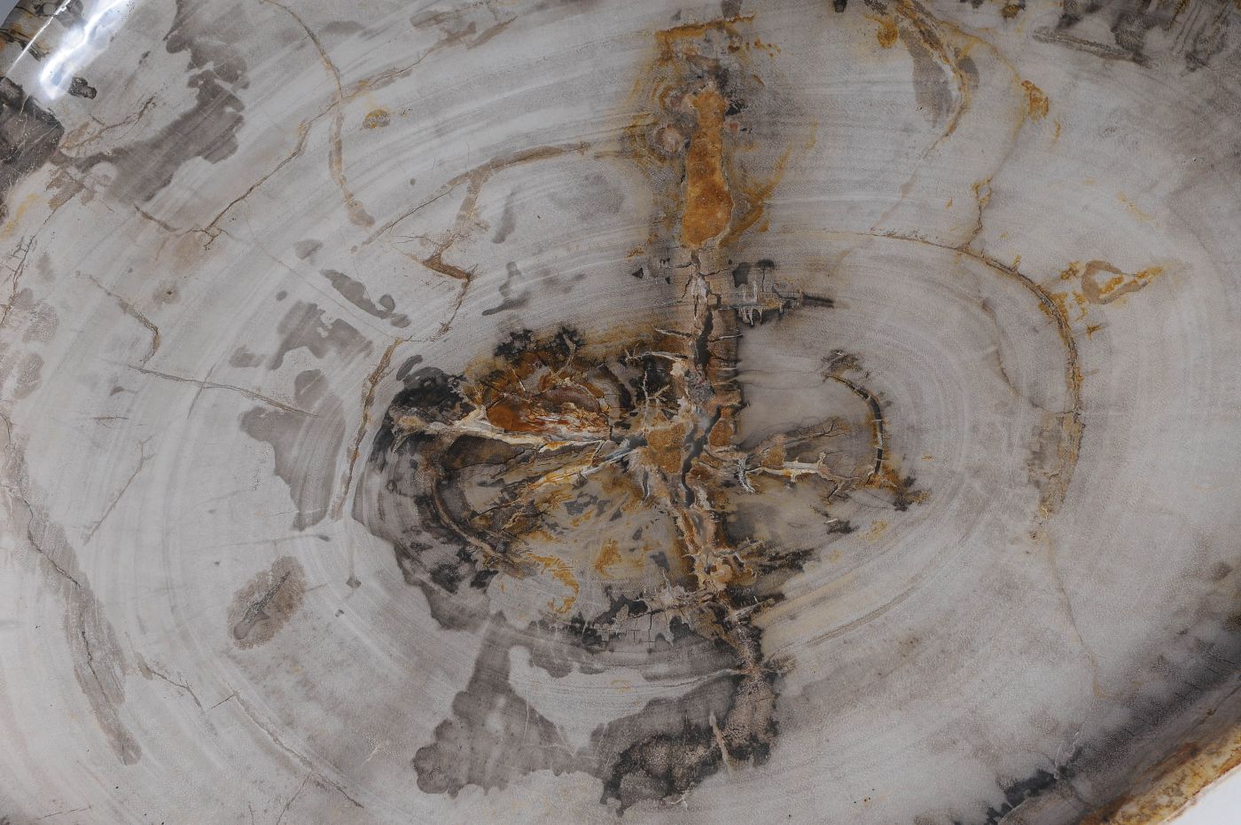 Bord versteend hout 59123 - Afbeelding 2