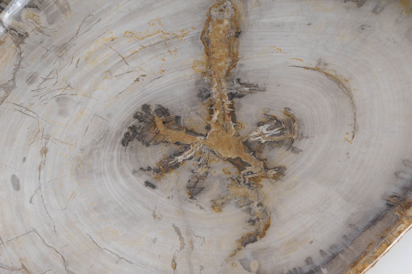 Bord versteend hout 59126 - Afbeelding 2