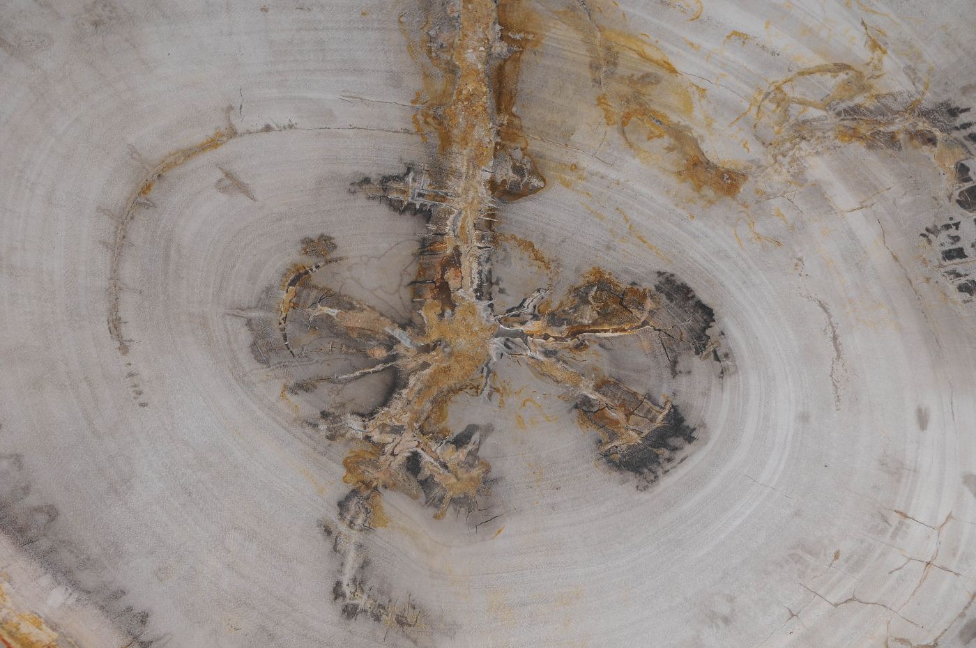 Bord versteend hout 59127 - Afbeelding 2