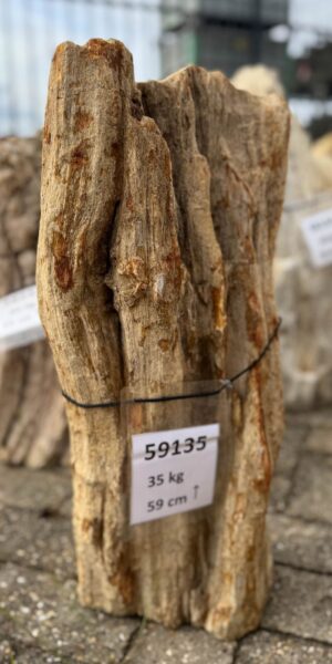 Grafsteen versteend hout 59135