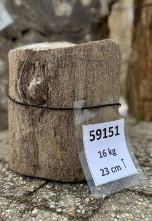 Grafsteen versteend hout 59151