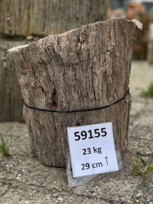 Grafsteen versteend hout 59155