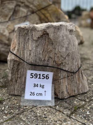 Grafsteen versteend hout 59156