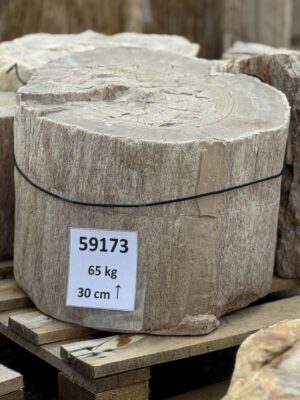 Grafsteen versteend hout 59173