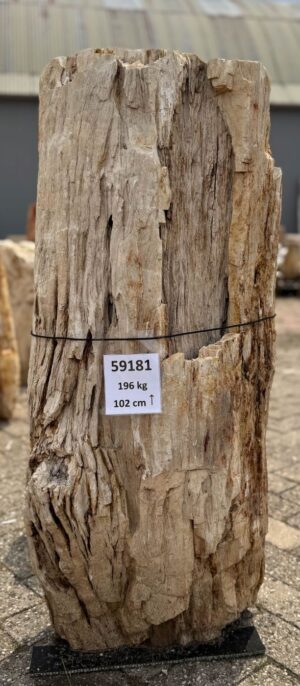 Grafsteen versteend hout 59181