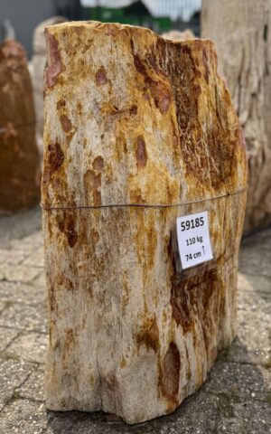 Grafsteen versteend hout 59185