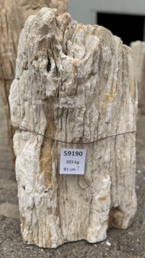 Grafsteen versteend hout 59190