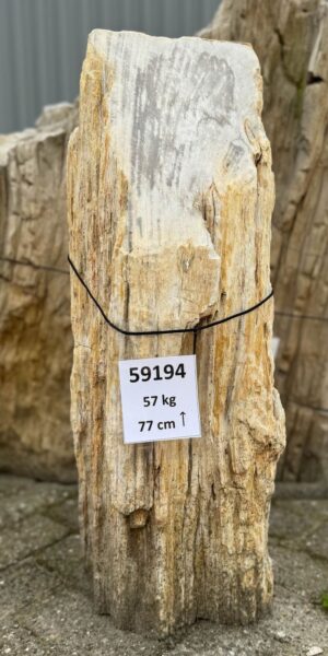 Grafsteen versteend hout 59194