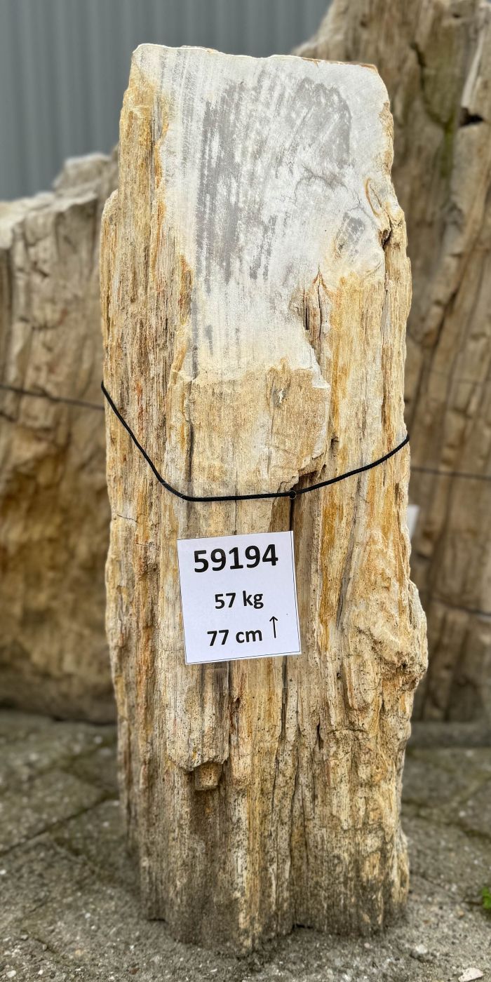 Grafsteen versteend hout 59194