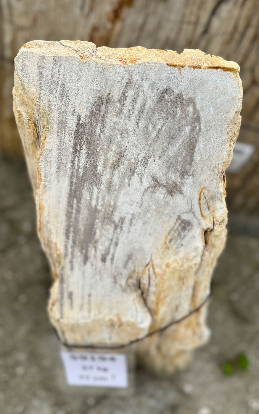 Grafsteen versteend hout 59194 - Afbeelding 2