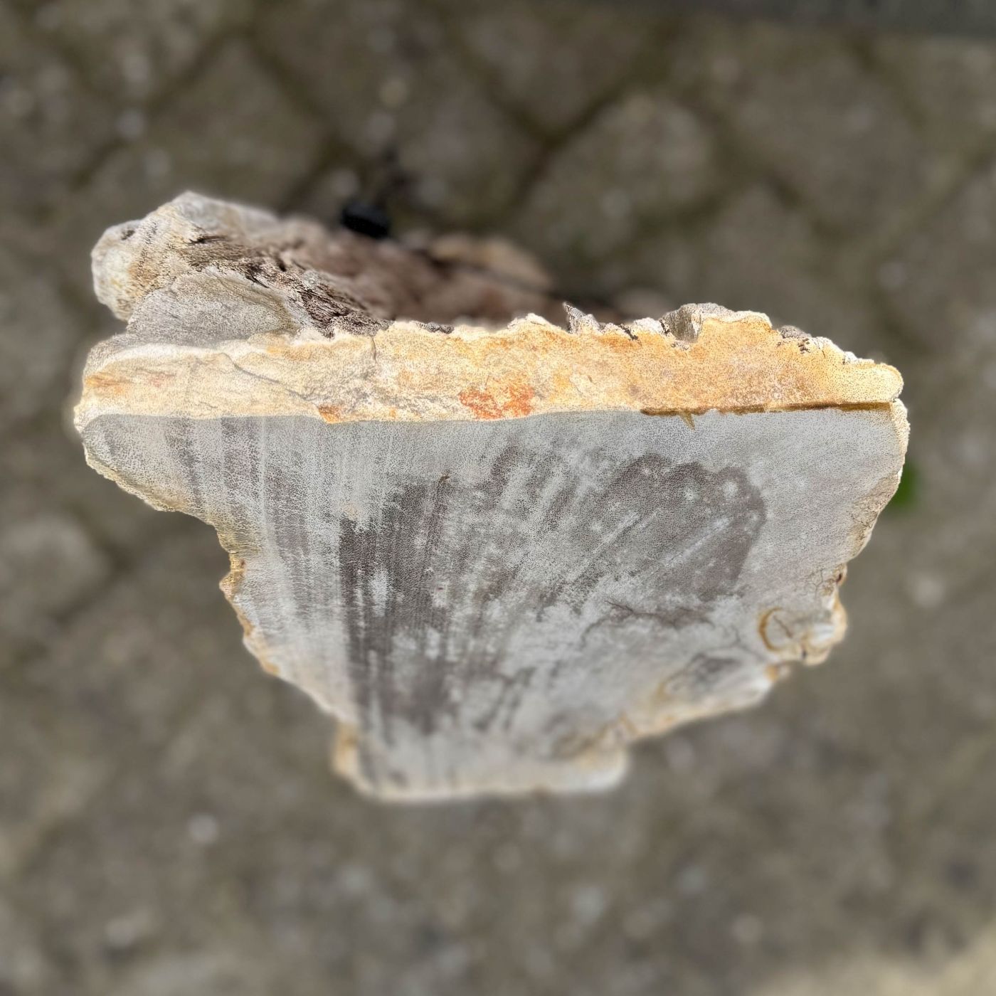 Grafsteen versteend hout 59194 - Afbeelding 3