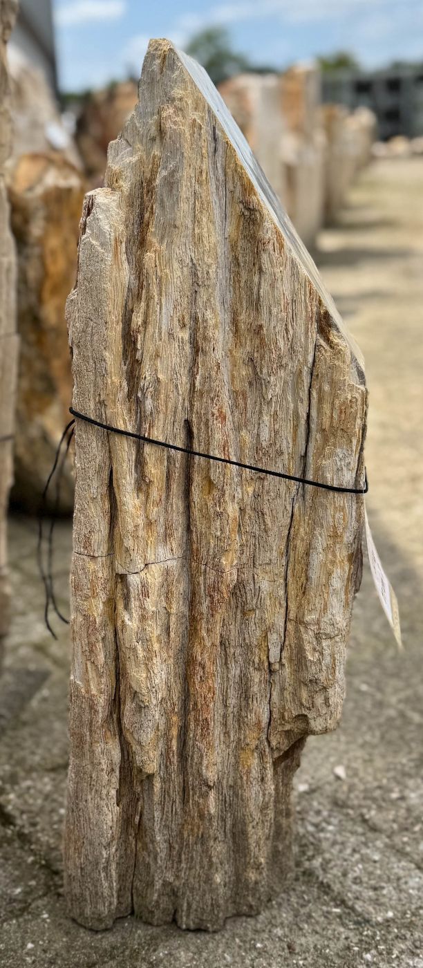 Grafsteen versteend hout 59194 - Afbeelding 4