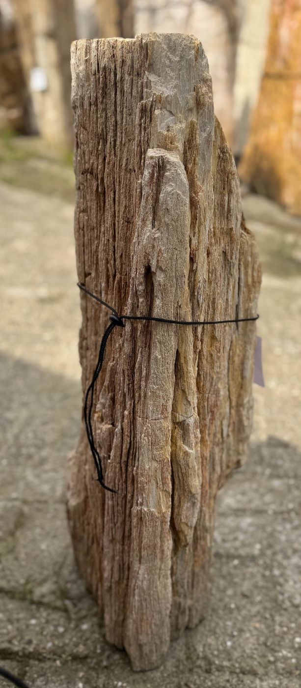 Grafsteen versteend hout 59194 - Afbeelding 5