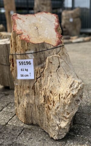 Grafsteen versteend hout 59196