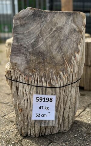 Grafsteen versteend hout 59198