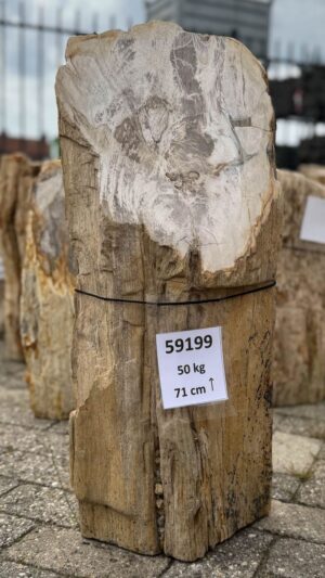 Grafsteen versteend hout 59199