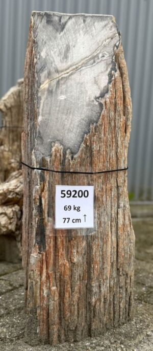 Grafsteen versteend hout 59200