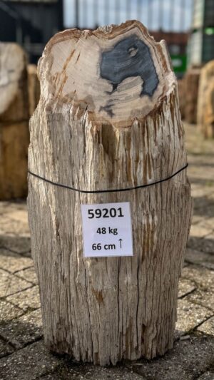 Grafsteen versteend hout 59201