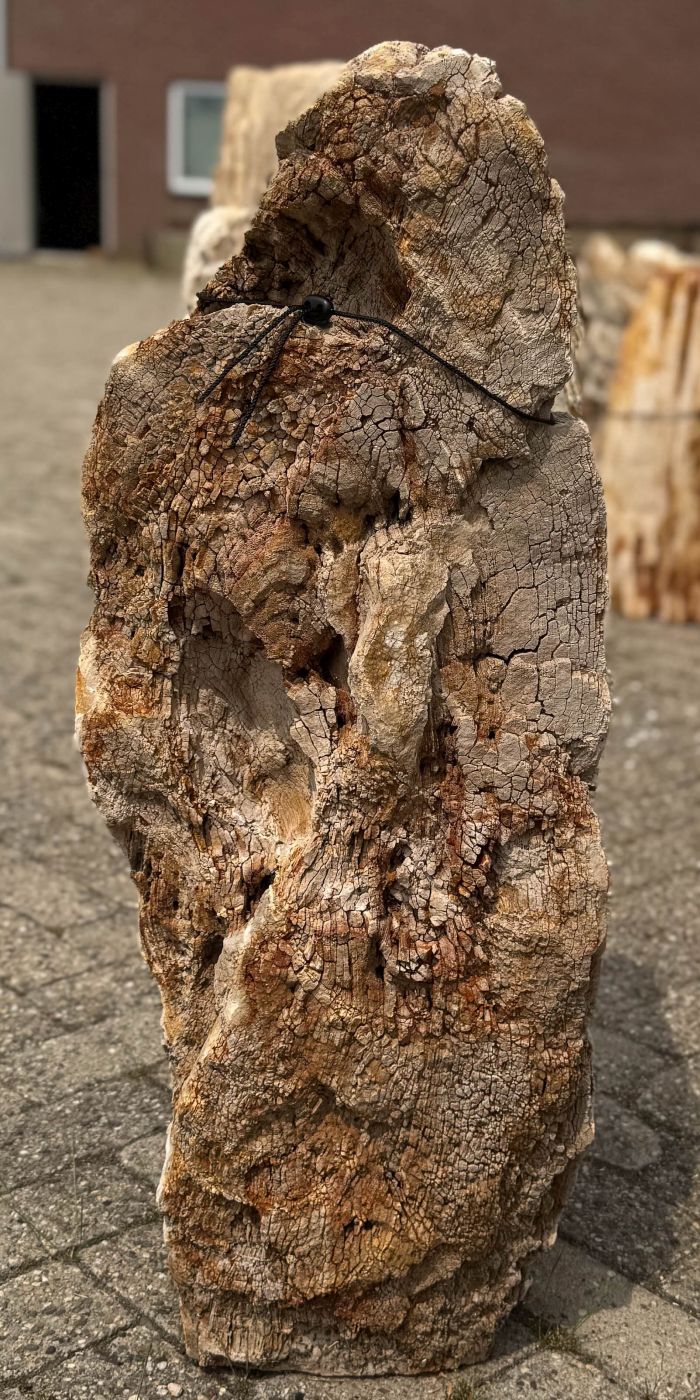 Grafsteen versteend hout 59204 - Afbeelding 3