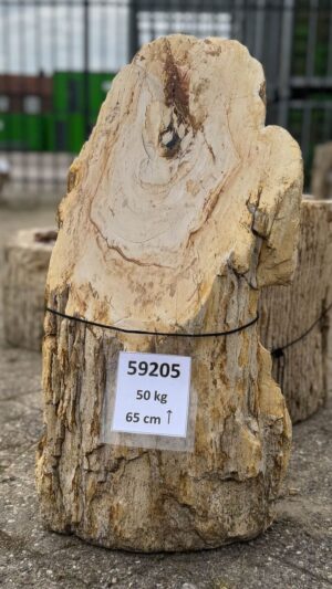 Grafsteen versteend hout 59205