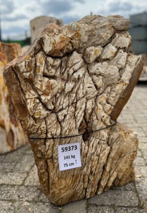 Grafsteen versteend hout 59373