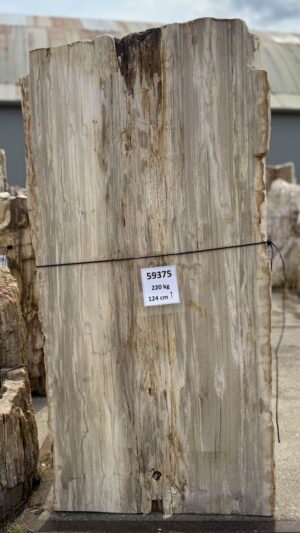 Grafsteen versteend hout 59375