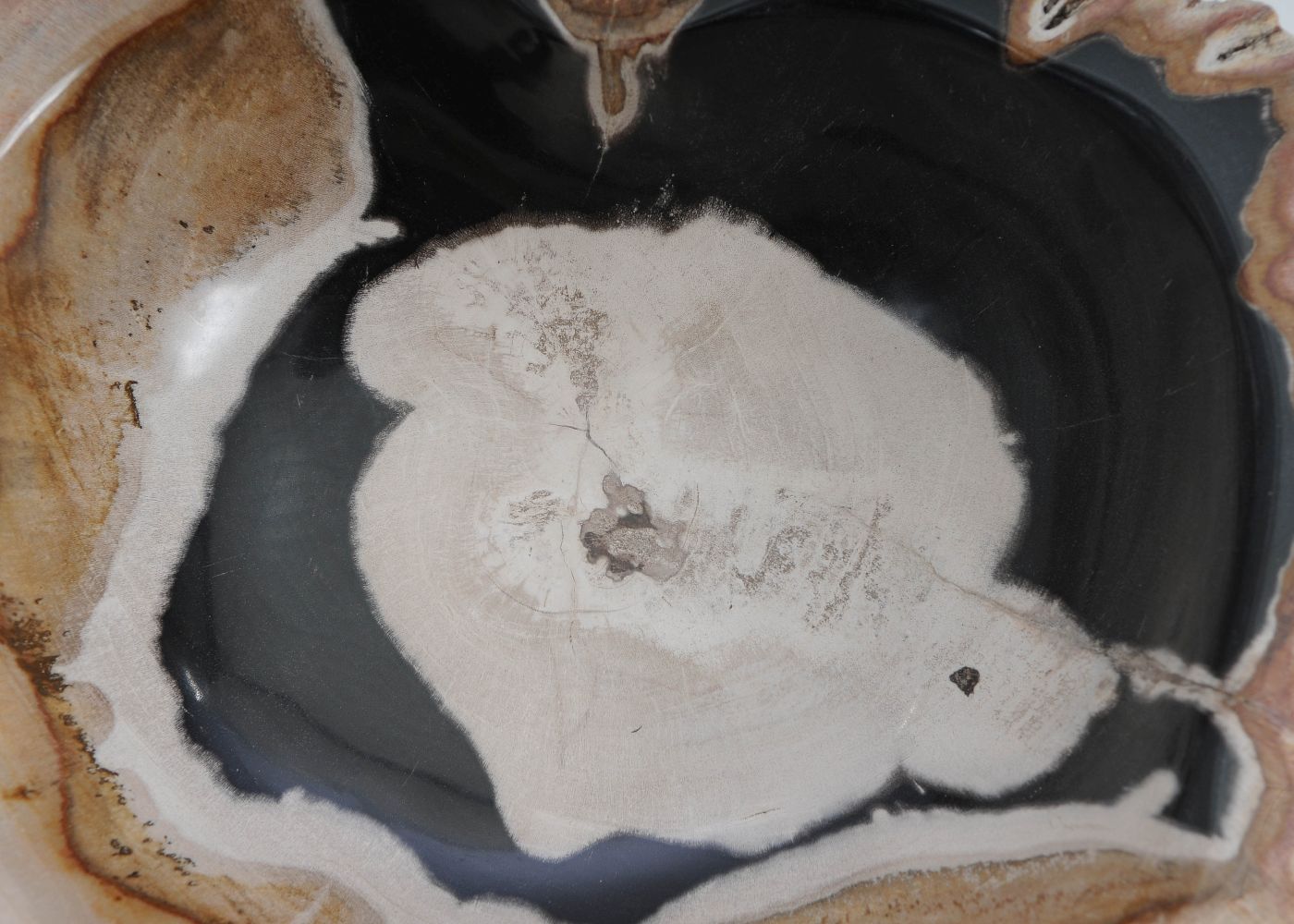 Schaal versteend hout 60010 - Afbeelding 5