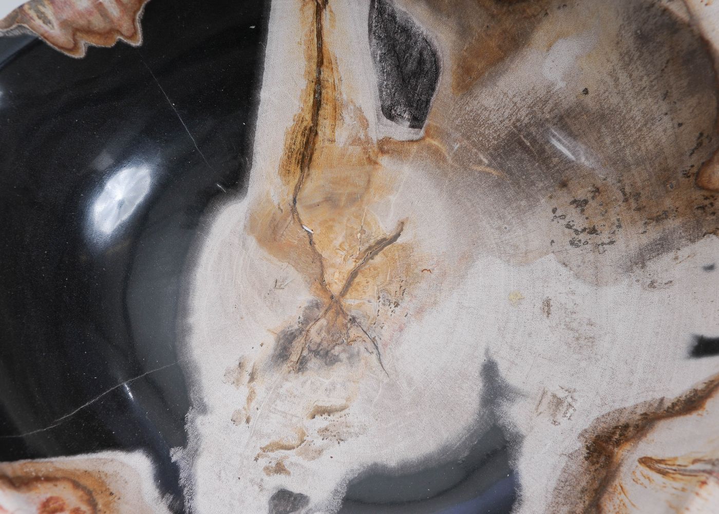 Schaal versteend hout 60011 - Afbeelding 5