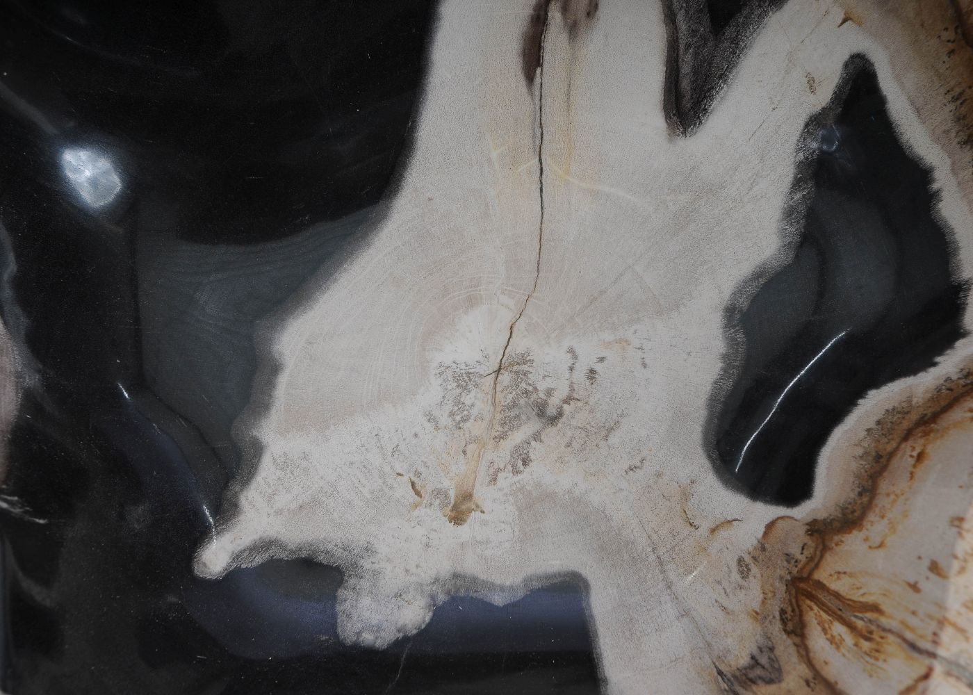 Schaal versteend hout 60012 - Afbeelding 4