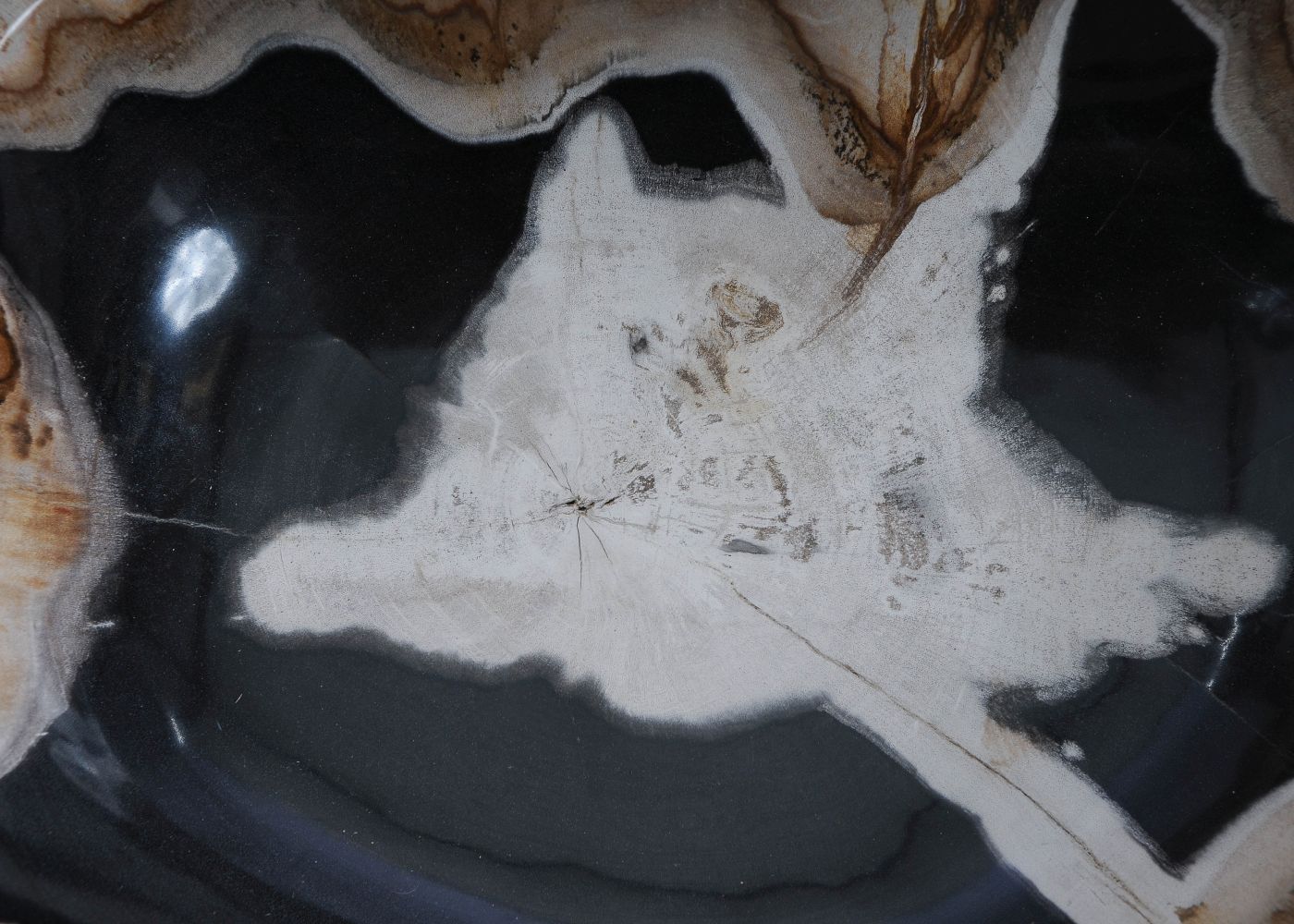 Schaal versteend hout 60013 - Afbeelding 5