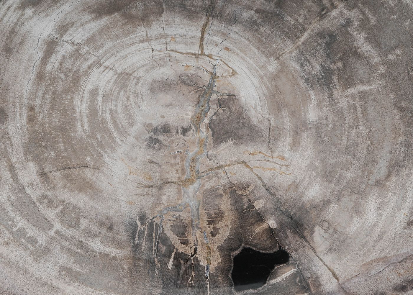 Bord versteend hout 60027 - Afbeelding 2