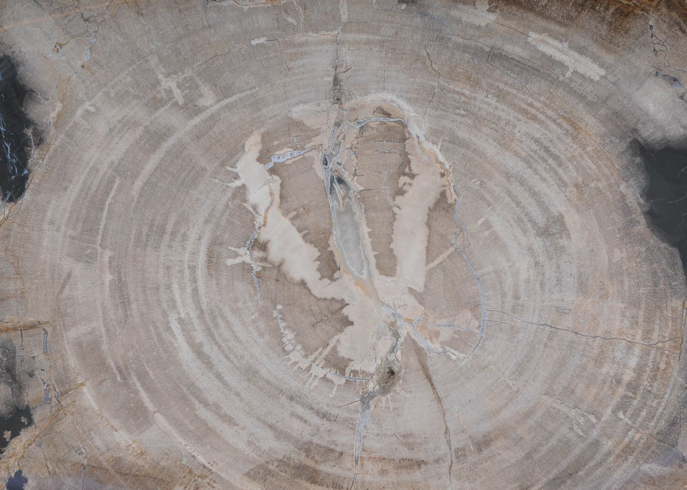 Bord versteend hout 60133 - Afbeelding 2