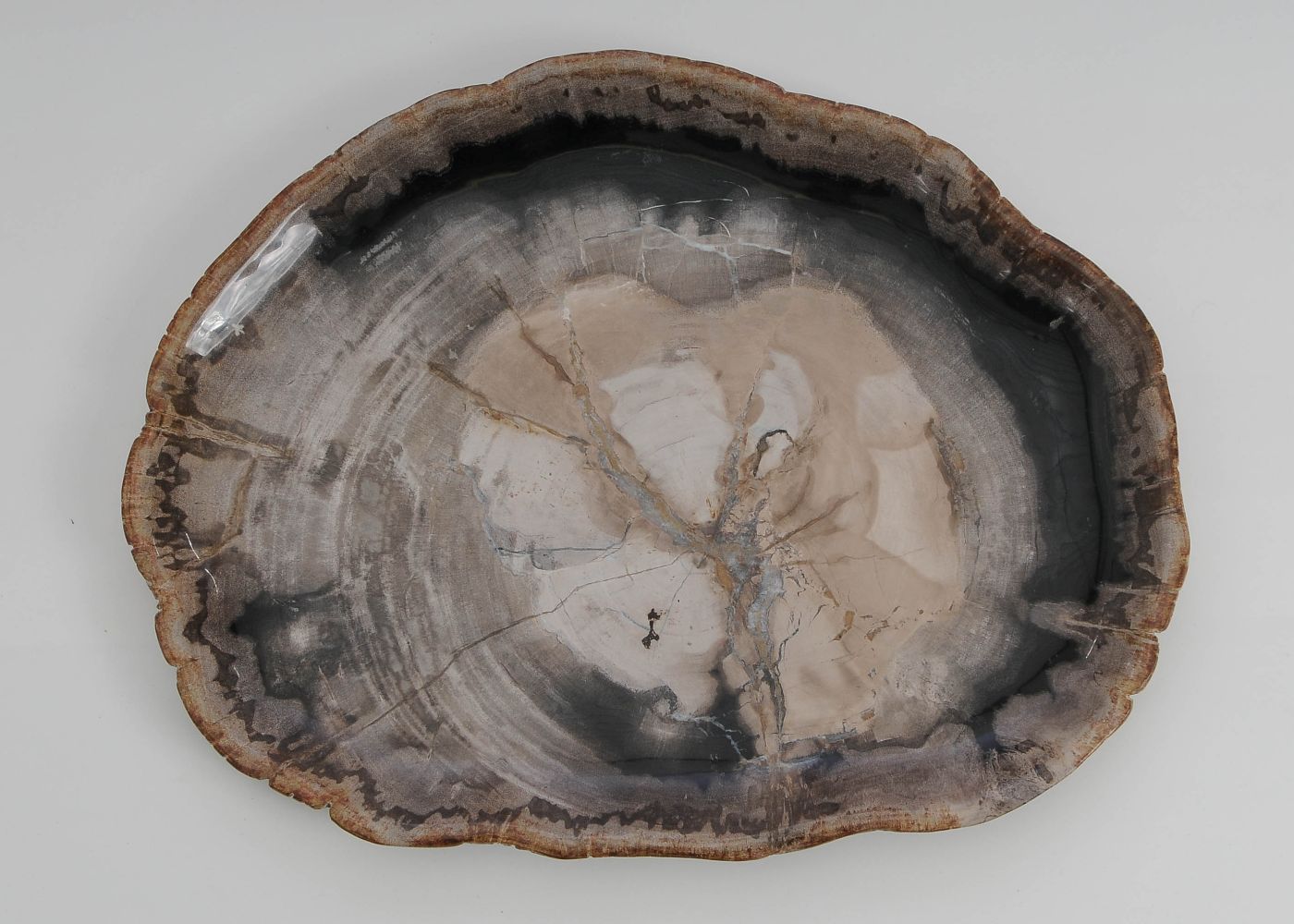 Bord versteend hout 60134