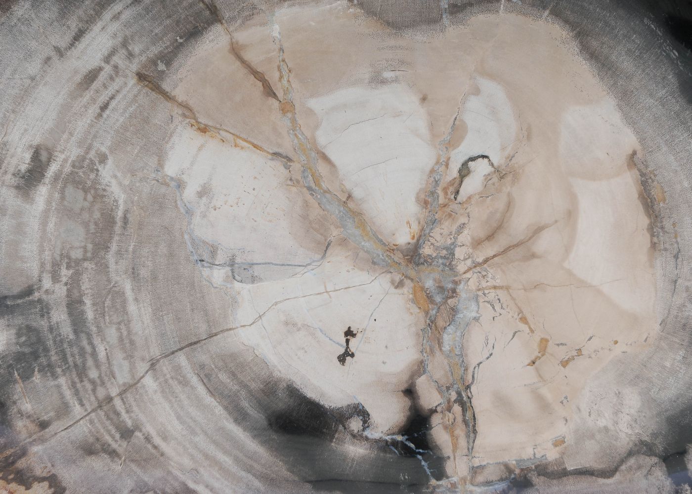 Bord versteend hout 60134 - Afbeelding 2