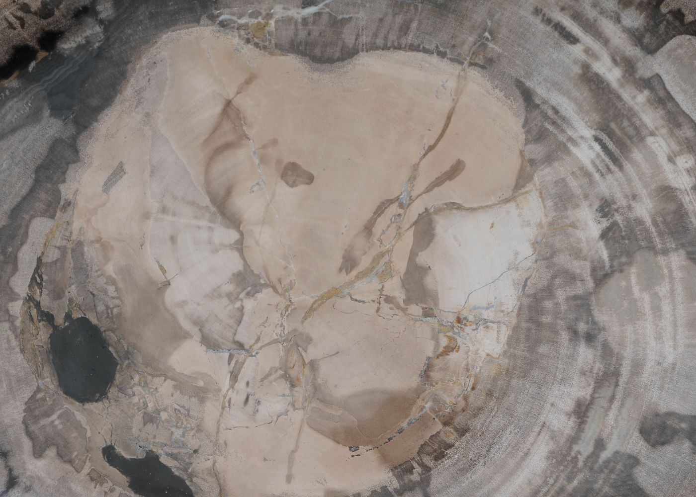 Bord versteend hout 60137 - Afbeelding 2