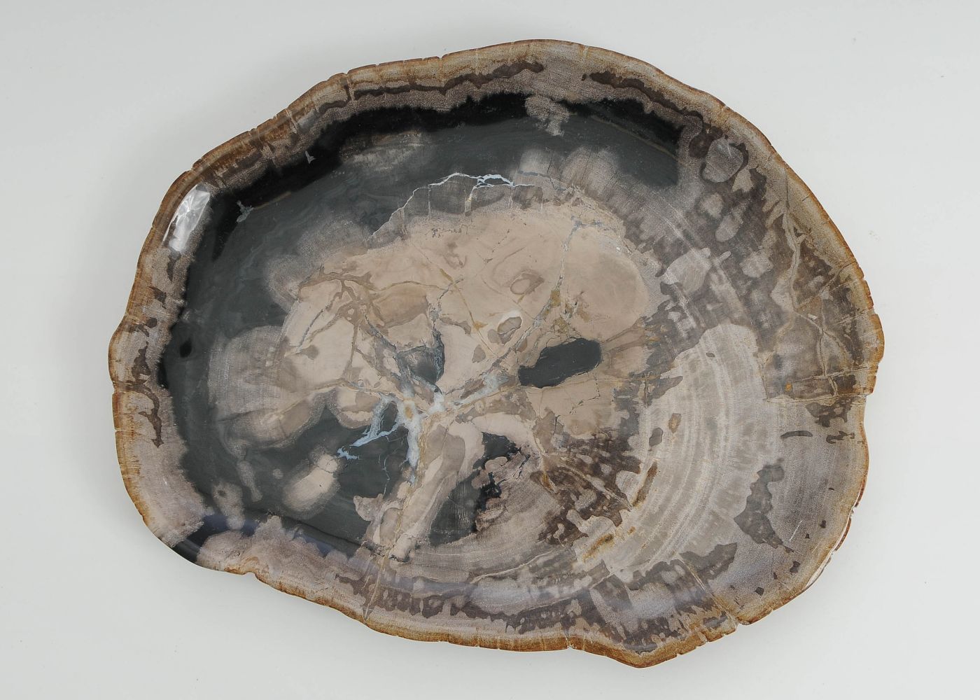 Bord versteend hout 60138