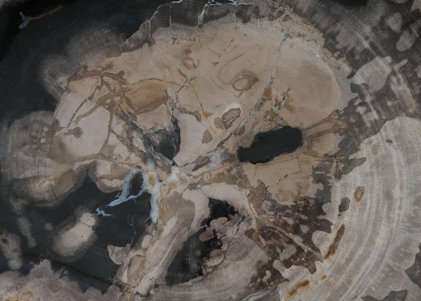 Bord versteend hout 60138 - Afbeelding 2