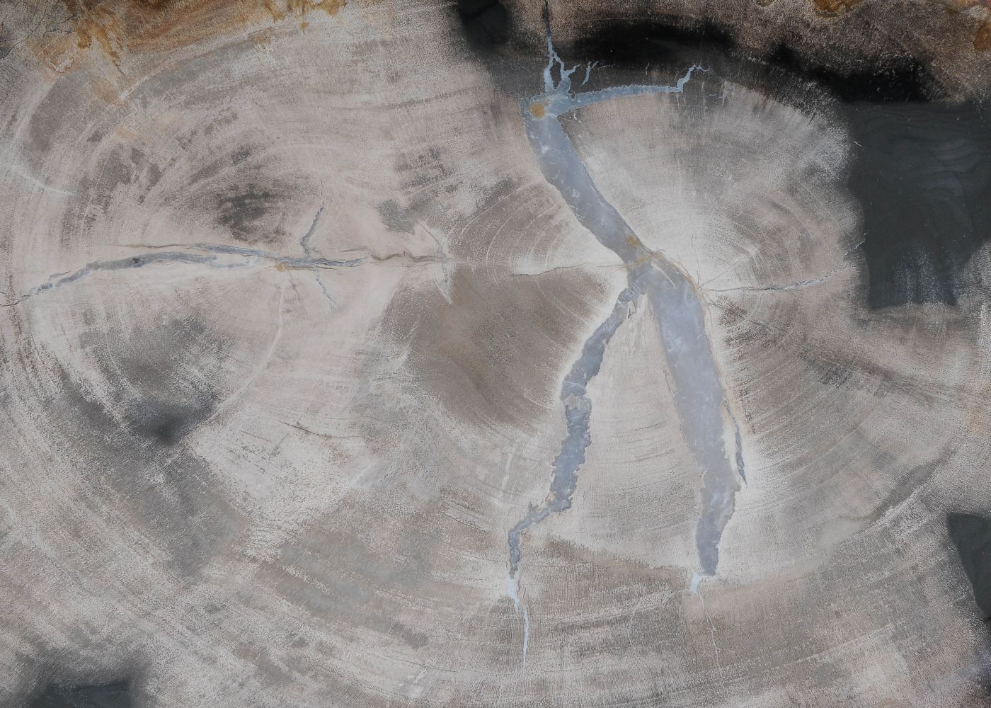 Bord versteend hout 60140 - Afbeelding 2