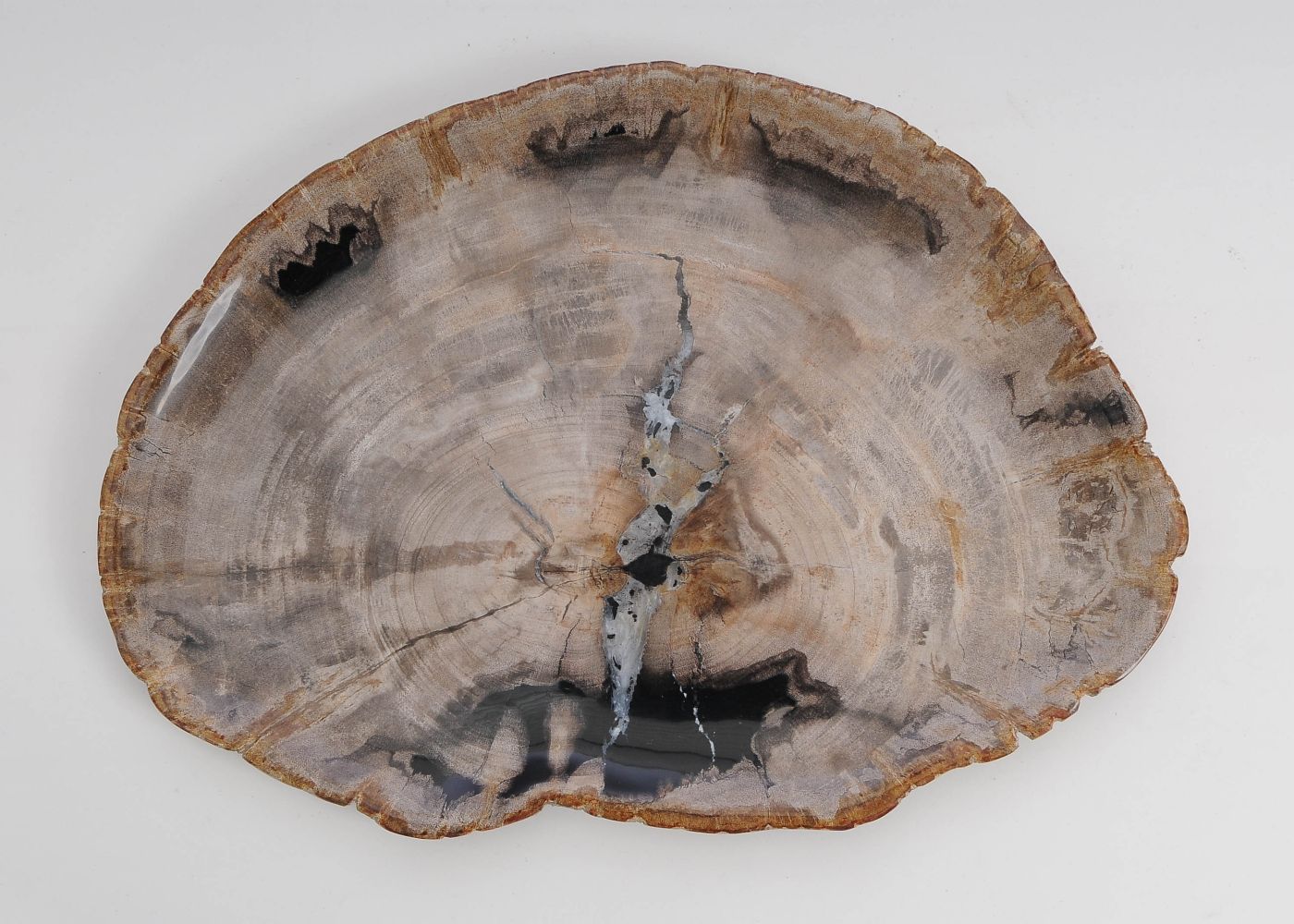 Bord versteend hout 60141