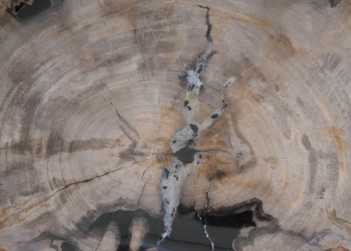 Bord versteend hout 60141 - Afbeelding 3