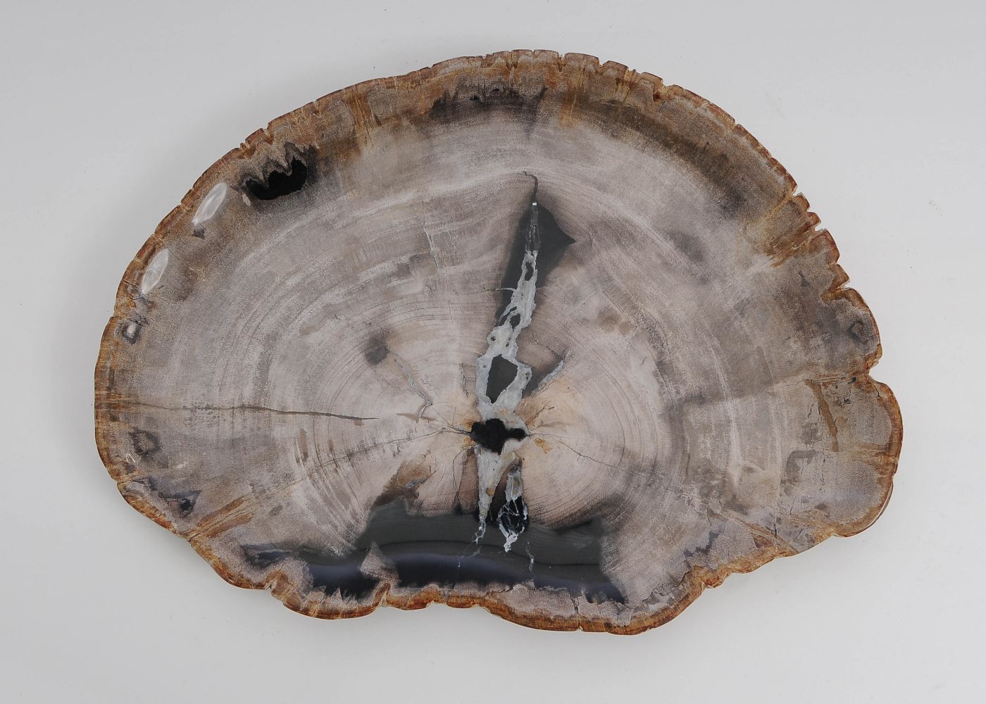 Bord versteend hout 60143