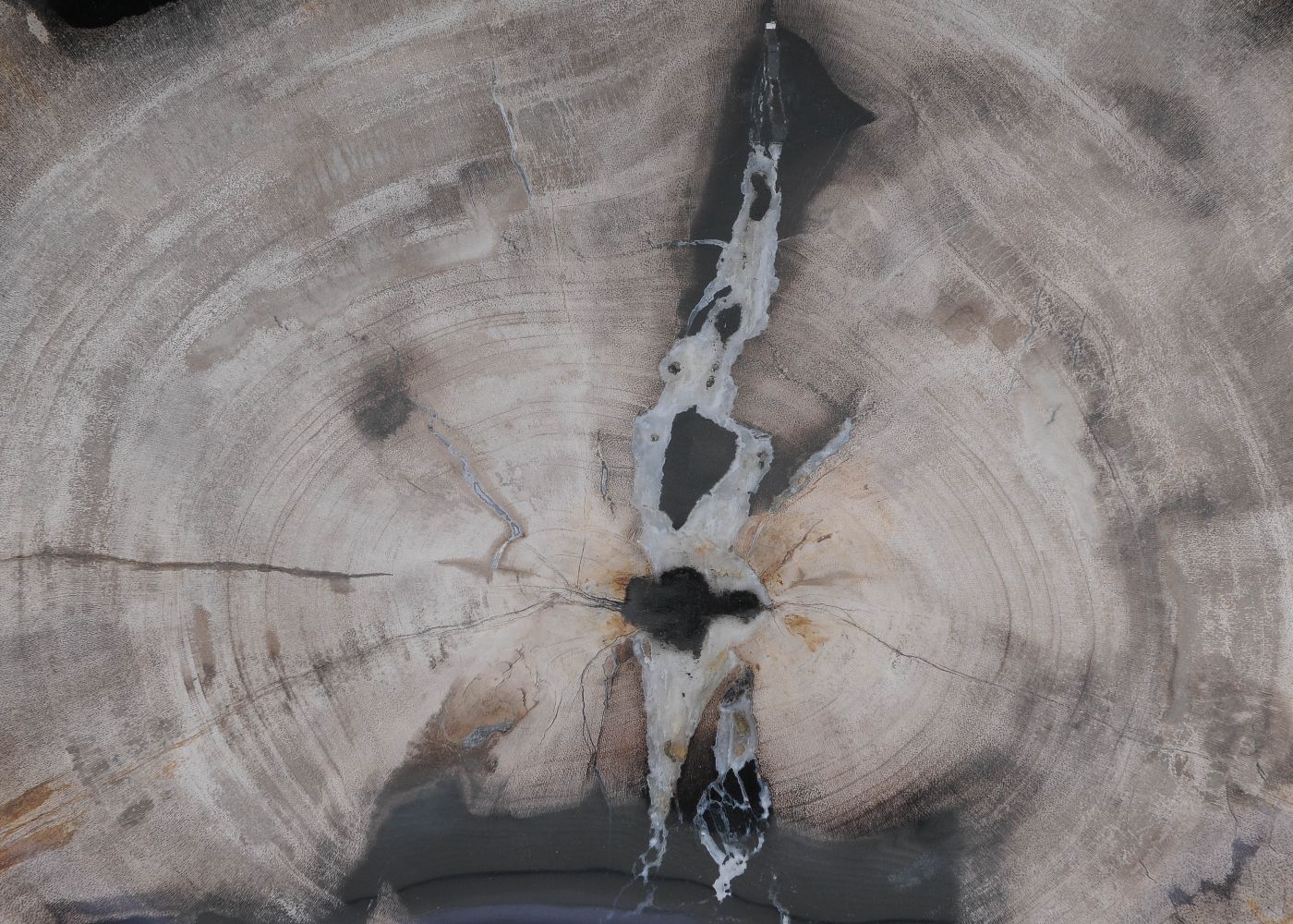 Bord versteend hout 60143 - Afbeelding 2