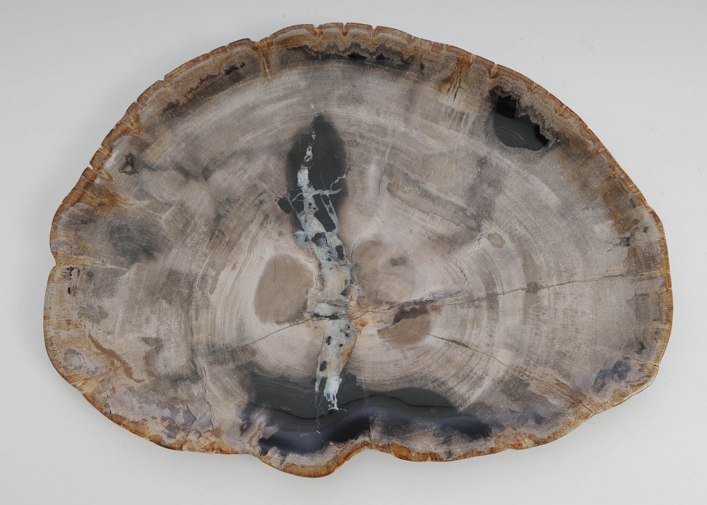 Bord versteend hout 60144