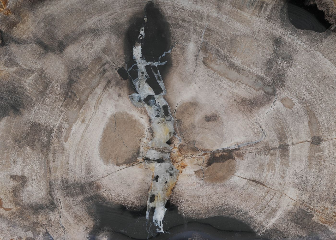 Bord versteend hout 60144 - Afbeelding 2