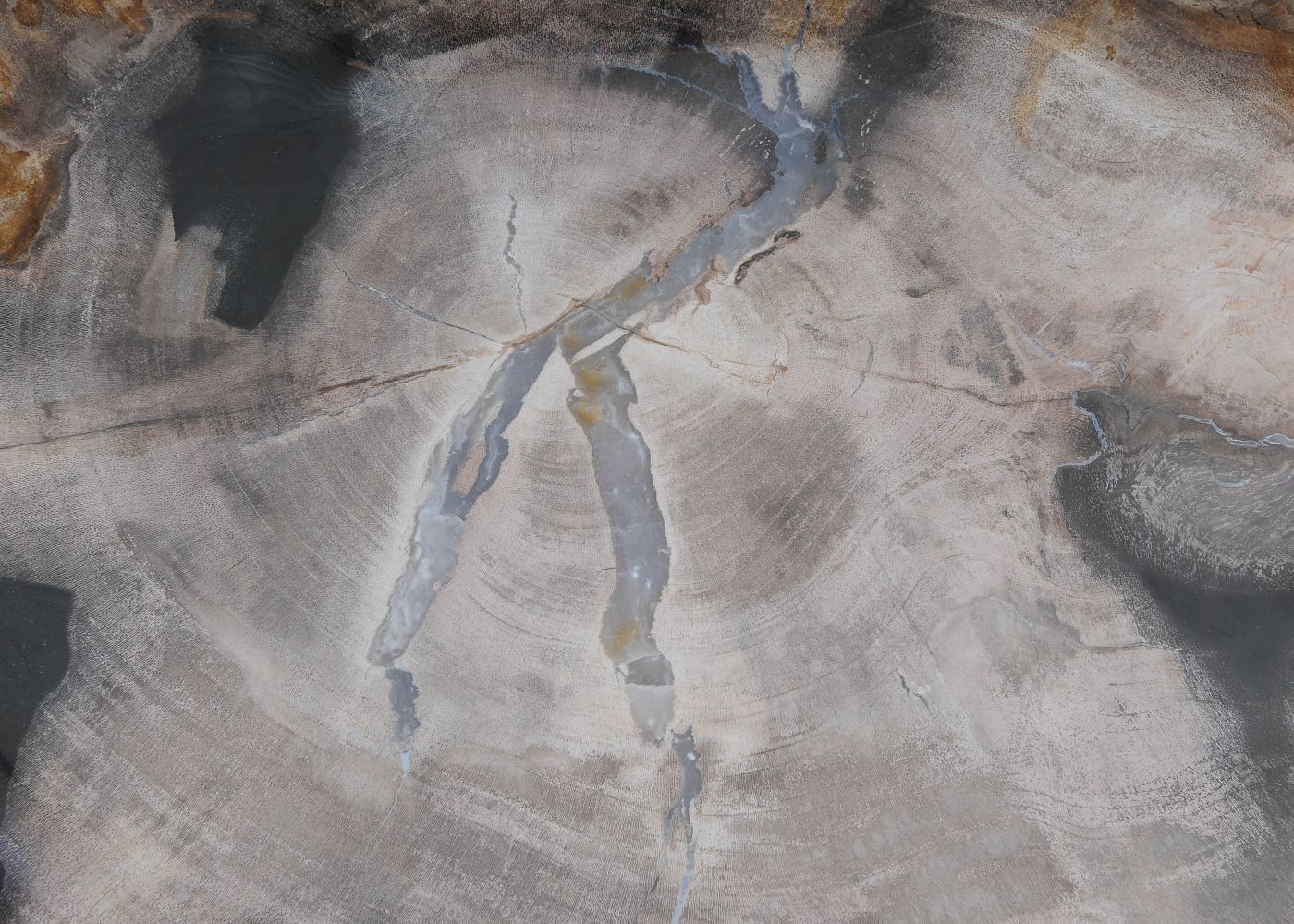 Bord versteend hout 60145 - Afbeelding 2